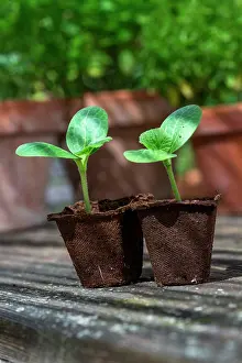Seedlings: Zucchini seedlings in peat pots, Provence, France