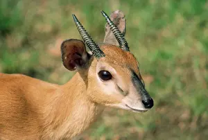 Zulu: Zulu Suni Antelope - male