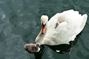 Cygnet: Zurich, Switzerland. Old Town