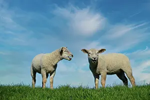 Dyke: Zwei Junge Schafe, Lammer auf einem Deich, Elbdeich