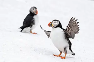 Fratercula: Zwei Papageitaucher (Fratercula arctica) im Winter