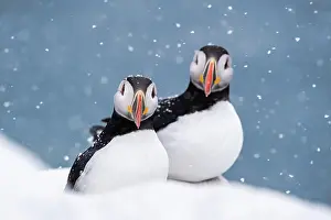 Fratercula: Zwei Papageitaucher (Fratercula arctica) im Winter