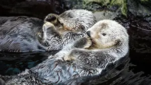 Portuguese: Zwei Seeotter treiben entspannt im Wasser, wchrend
