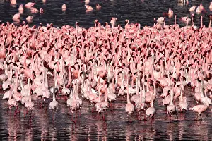 280917: Zwergflamingos\Lesser Flamingo\Phoenicopterus