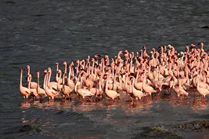 280917: Zwergflamingos\Lesser Flamingo\Phoenicopterus