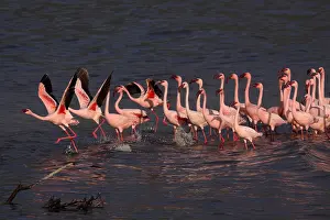 280917: Zwergflamingos\Lesser Flamingo\Phoenicopterus