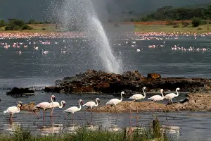 280917: Zwergflamingos\Lesser Flamingo\Phoenicopterus