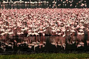 280917: Zwergflamingos\Lesser Flamingo\Phoenicopterus