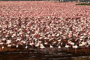 280917: Zwergflamingos\Lesser Flamingo\Phoenicopterus